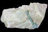 Fluorapatite Crystal In Calcite - New York #71625-1